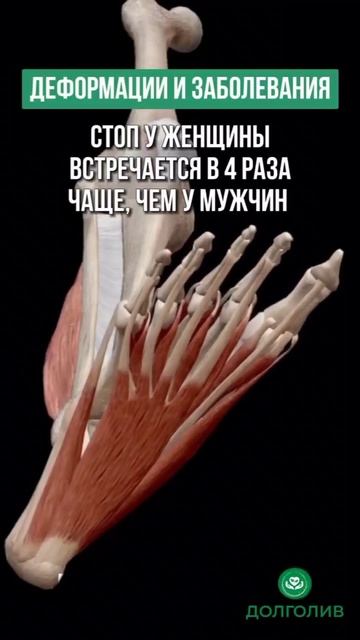 АНАТОМИЯ СТОПЫ, О КОТОРОЙ ВЫ НЕ ЗНАЛИ