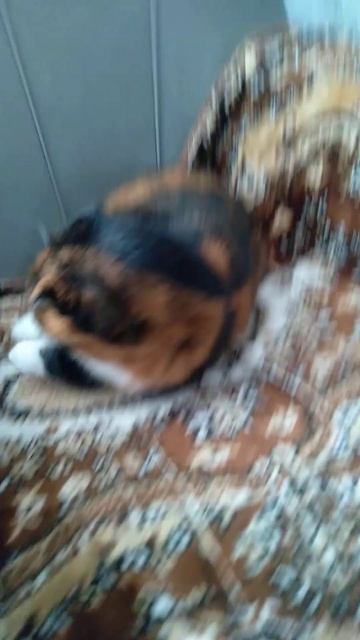 the cat doesn't want to #sorts