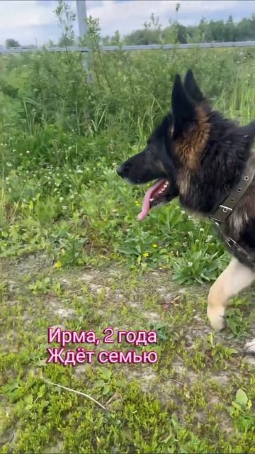 Овчарка попала в отлов. Ищем ей семью