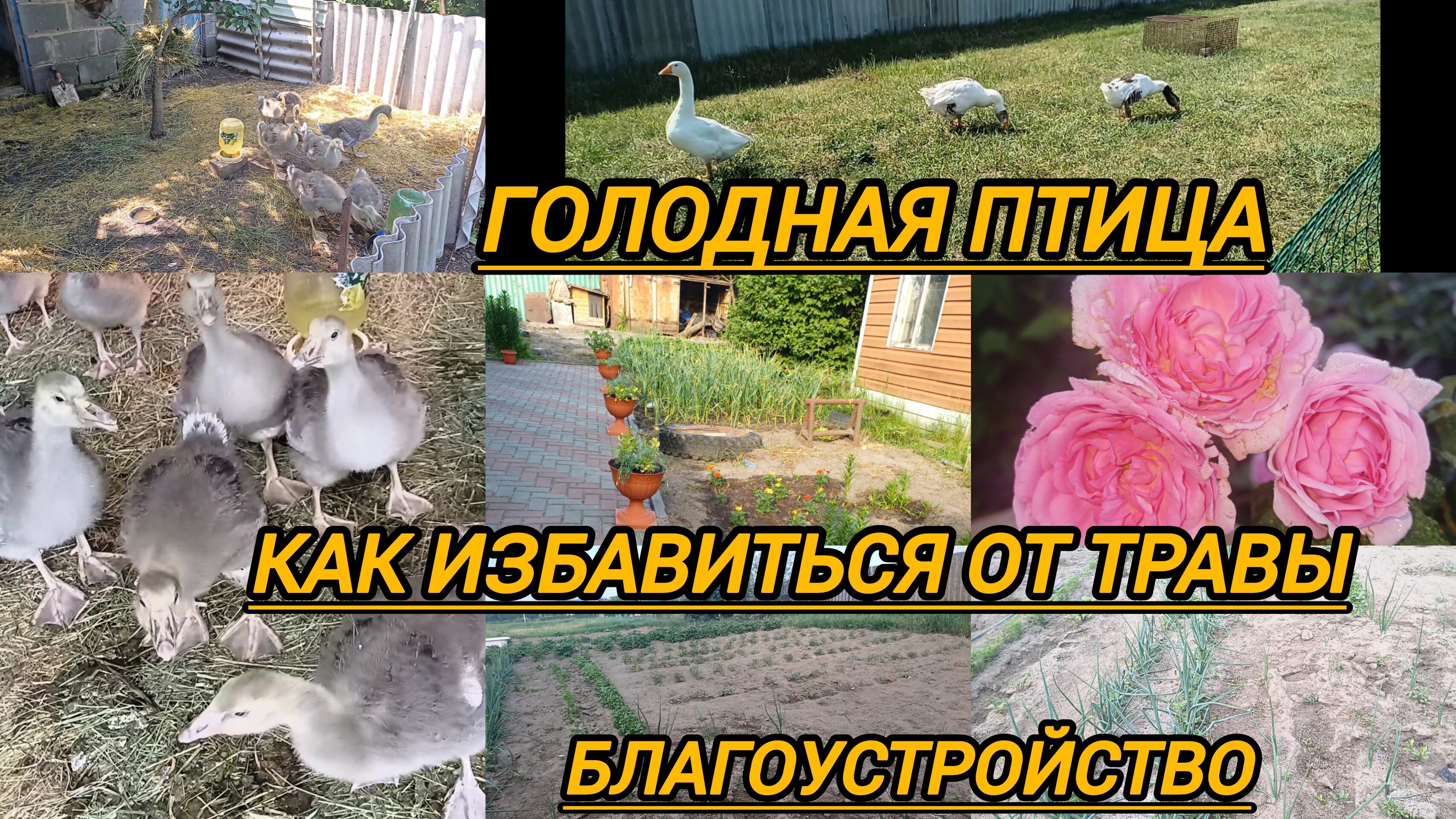 ГОЛОДНАЯ ПТИЦА. КАК НАКОРМИТЬ?КАК ИЗБАВИТЬСЯ ОТ ТРАВЫ. НАВОЖУ ПОРЯДОК
