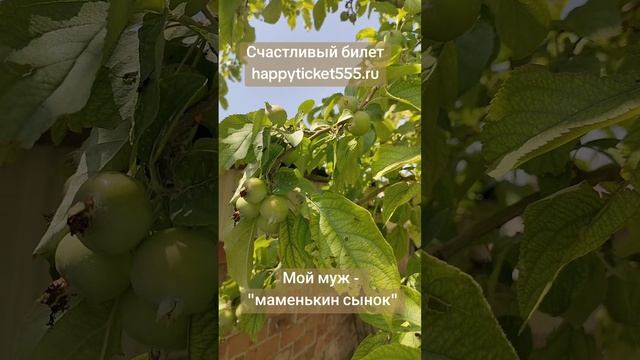Мой муж - маменькин сынок. Что делать?