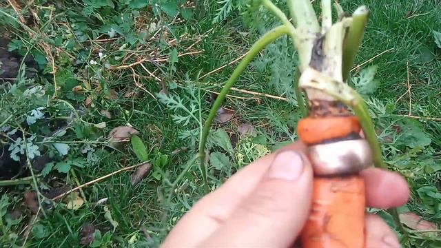 Нашёл клад на огороде, может даже золото))) found a treasure in th