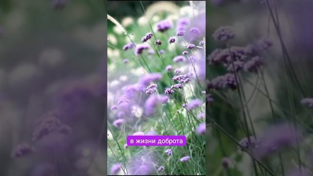 "САД" МОИ СТИХИ @eliza18091 🌹🌹🌹🌹#стихи#поэзия#сад#любов