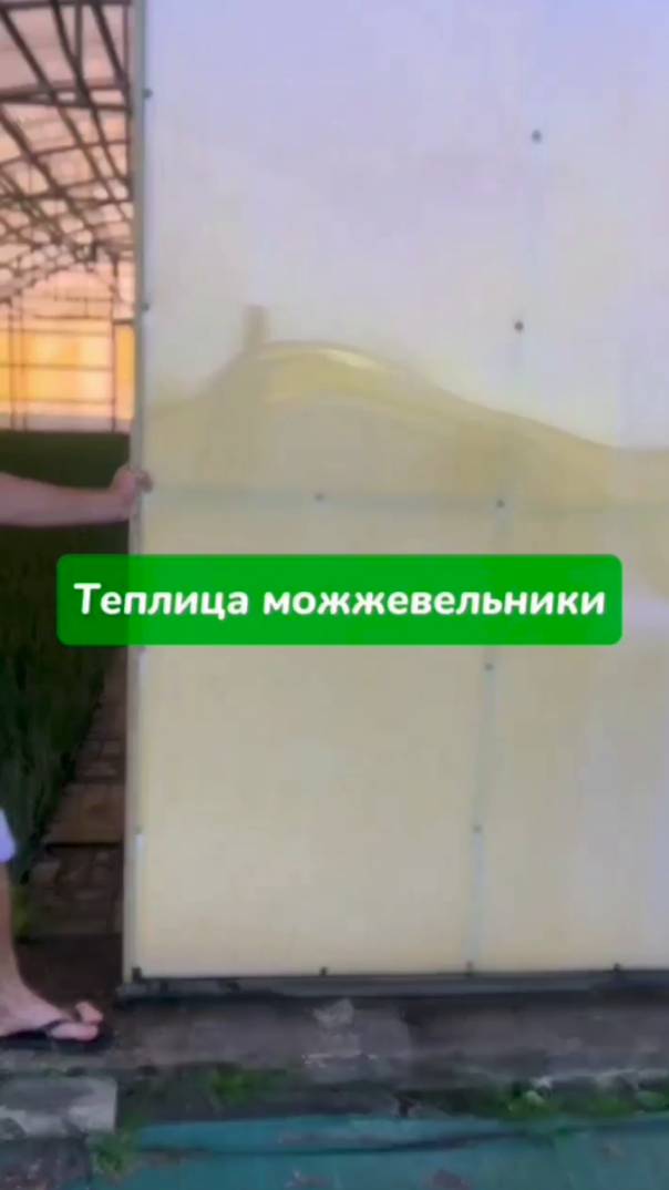 Можжевельник Блю Эрроу и Минт Джулеп