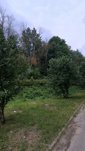 Овраг в парке