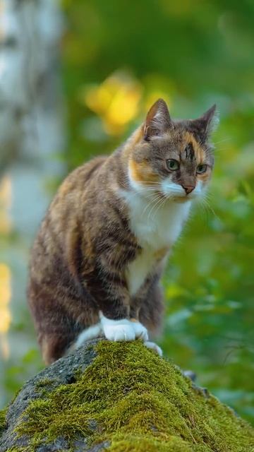 #Кот

Коты – это удивительные существа, окутанные аурой тайны и независимости.