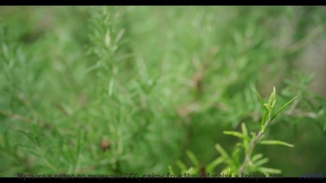 Проснитесь под эти звуки - и день начнётся с нежности! - Ненавижу еду (Устал отдыхать) -- Александр