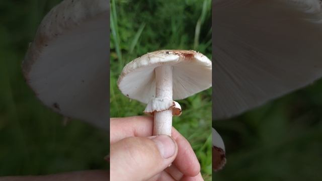 Мухомор серо-розовый Amanita rubescens