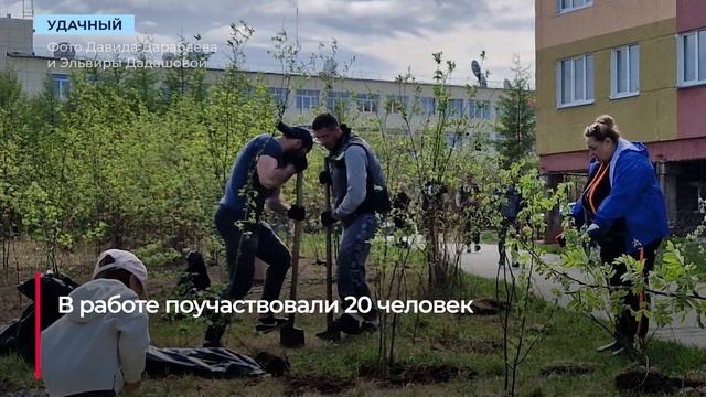 Сотрудники УГОК высадили 250 саженцев акации в честь Дня России