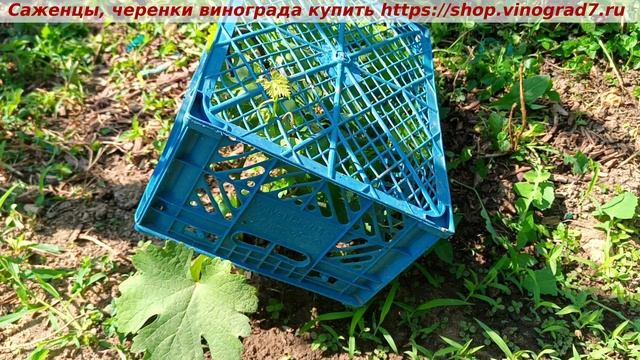 Когда снимать временные укрытия от солнца у посаженных вегетирующих саженцев- они скажут сами