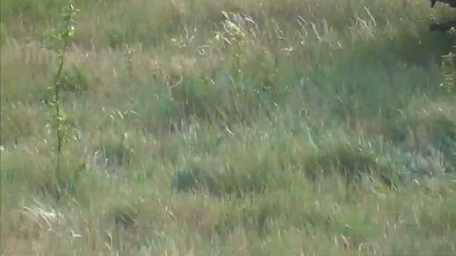 Прайд Гирея в майской саванне Парк львов Тайган #тайган #львы