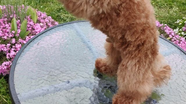 VID_20250517_152714.mp4