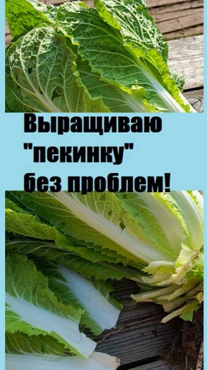 Не получается вырастить пекинскую капусту? Посмотрите здесь, как надо!