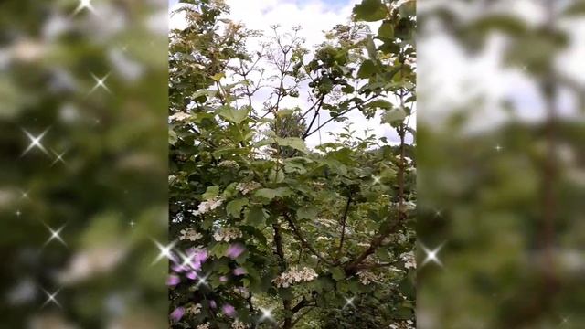 🌺 ШИПОВНИК, КАЛИНА, КУСТЫ БЕЛОЙ РОЗЫ 🌺 12 ИЮНЯ 2025 г.🌺
