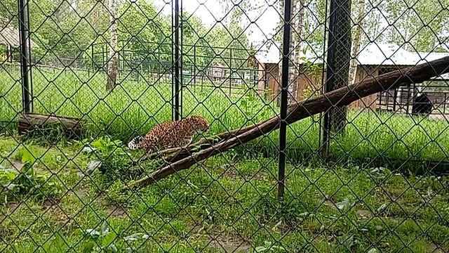 гепард 🐆