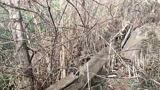 Посадили цветы, а обещают мороз