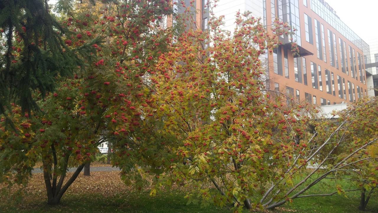 Сентябрь September
