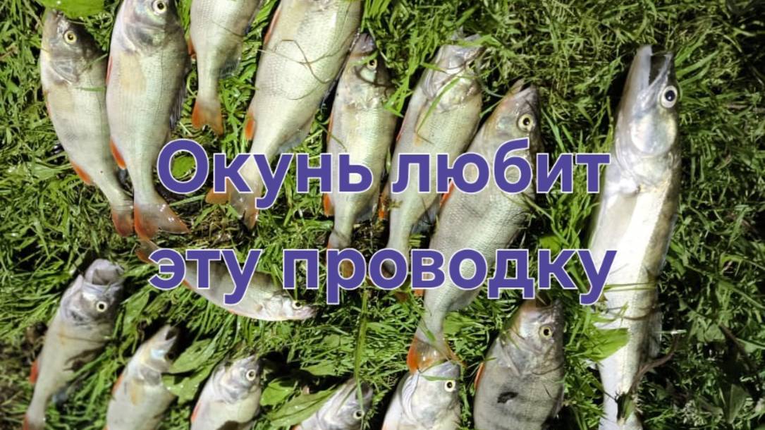 Много окуня за один день на отводной 6.06.2025.