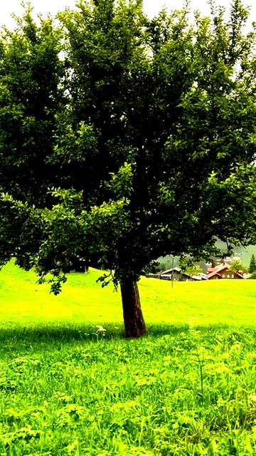Камера не смогла пропустить