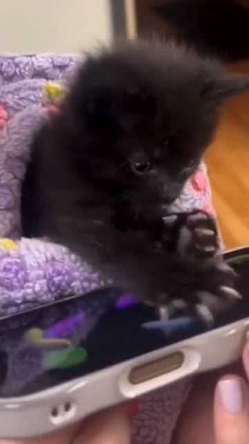 Ах,как хочется поймать рыбку 😋🐟🐈