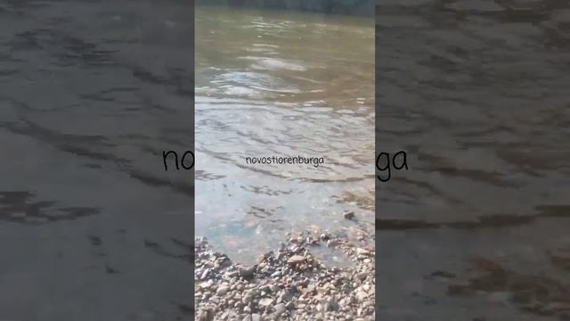 Нерест рыбца на Сакмаре у моста на братьев Корастелевых. 

В Урал рыбец заходит с Каспия, нерестится