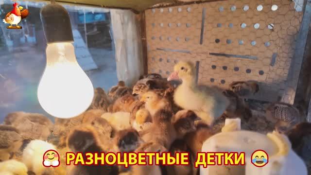 Цыплята и утята милые пушистики растут на радость хозяину (35)