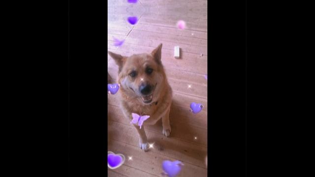 1000026409.mp4 (Собака наблюдает за проверкой плоскости каркаса для и/бруса внутри дома А-фрейм)