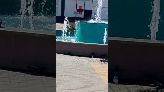 Как птицы пьют😍