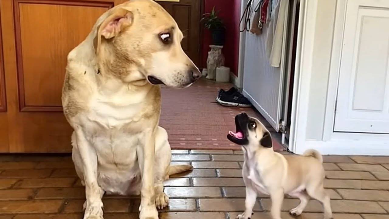 Эта ДРАМА СОБАКА выводит экстра на ПРОФЕССИОНАЛЬНЫЙ уровень! Смешные видео с собаками 2025