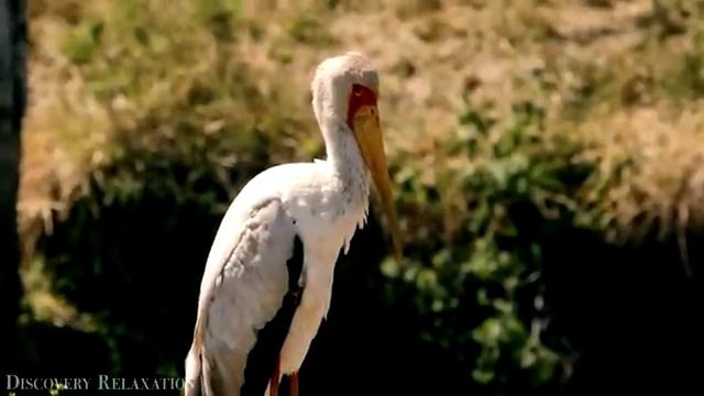 Дикая природа Африки. Замечательный фильм о дикой природе с успокаивающей музыкой