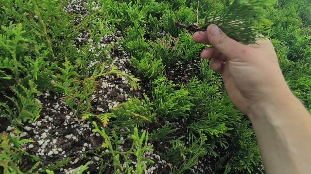 Обзор череночников в июне, как себя чувствуют черенки хвойных🌿