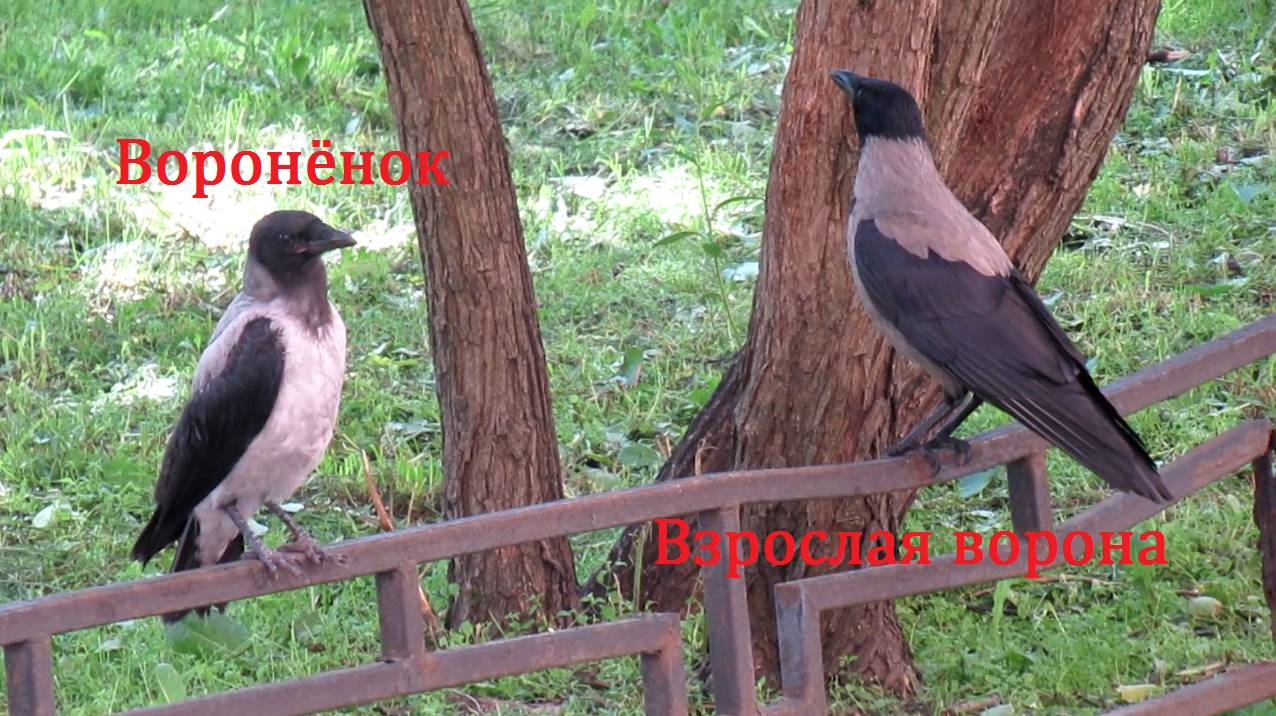 Воронёнок в моём дворе. Нашёл чью-то кость