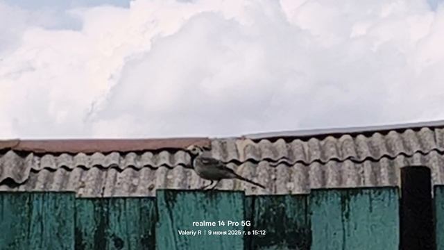 Белая трясогузка   09.06.2025