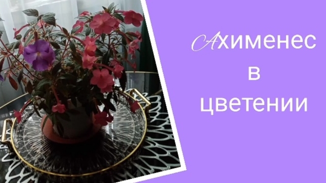 В июне цветет ахименес