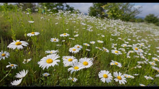 Глаза не моргают, пока звучит такой ритм - Happy-Chappy -- Ketsa -- Summer With Sound