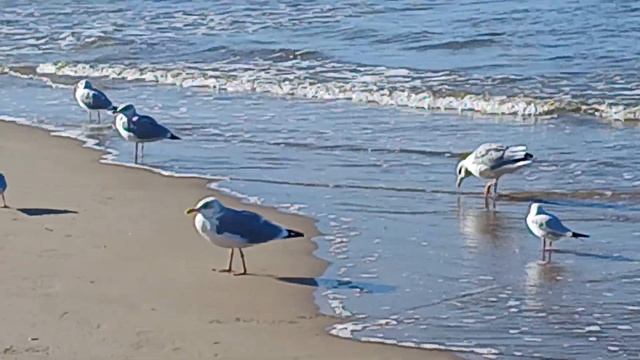 Звуки природы релакс шум волн ч.6.2024#seagulls #beach #autumn #sea #ча