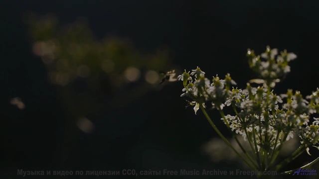 Эта композиция лечит болезни - фантастика становится реальностью! - Get Suzie With The Corks -- Orig