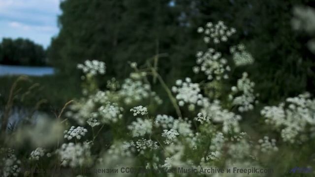 Музыка, которая превращает лес в ваше личное убежище! - Adaptation -- Anthem of Rain -- Unnamed albu