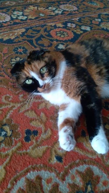 cat listens to music #sorts