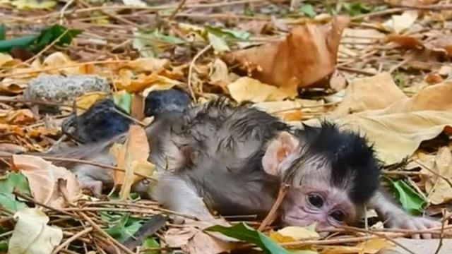 Этим двум малышам не повезло с самого начала...  1000012992.mp4