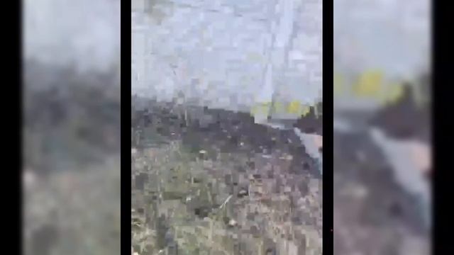 Кирилл GO! и  раптор  хако  2