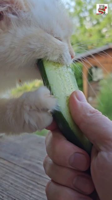 Настюня с Вербусей тоже любят огуречик 😻🥒😻