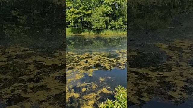 Природа и парки