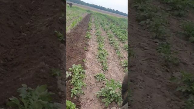 Огучиваем картошку друзьям на лошади