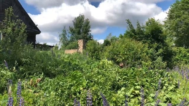 Вырубаю кусты не видно дорогу из окна