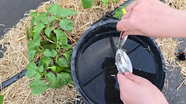 ПОСМОТРИ, КАК 2 ТАБЛЕТКИ И ПЕРЦА ПРИВОДЯТ К УДИВИТЕЛЬНОМУ РОСТУ! ЧАХЛЫЕ РАСТЕНИЯ ОЖИВАЮТ!