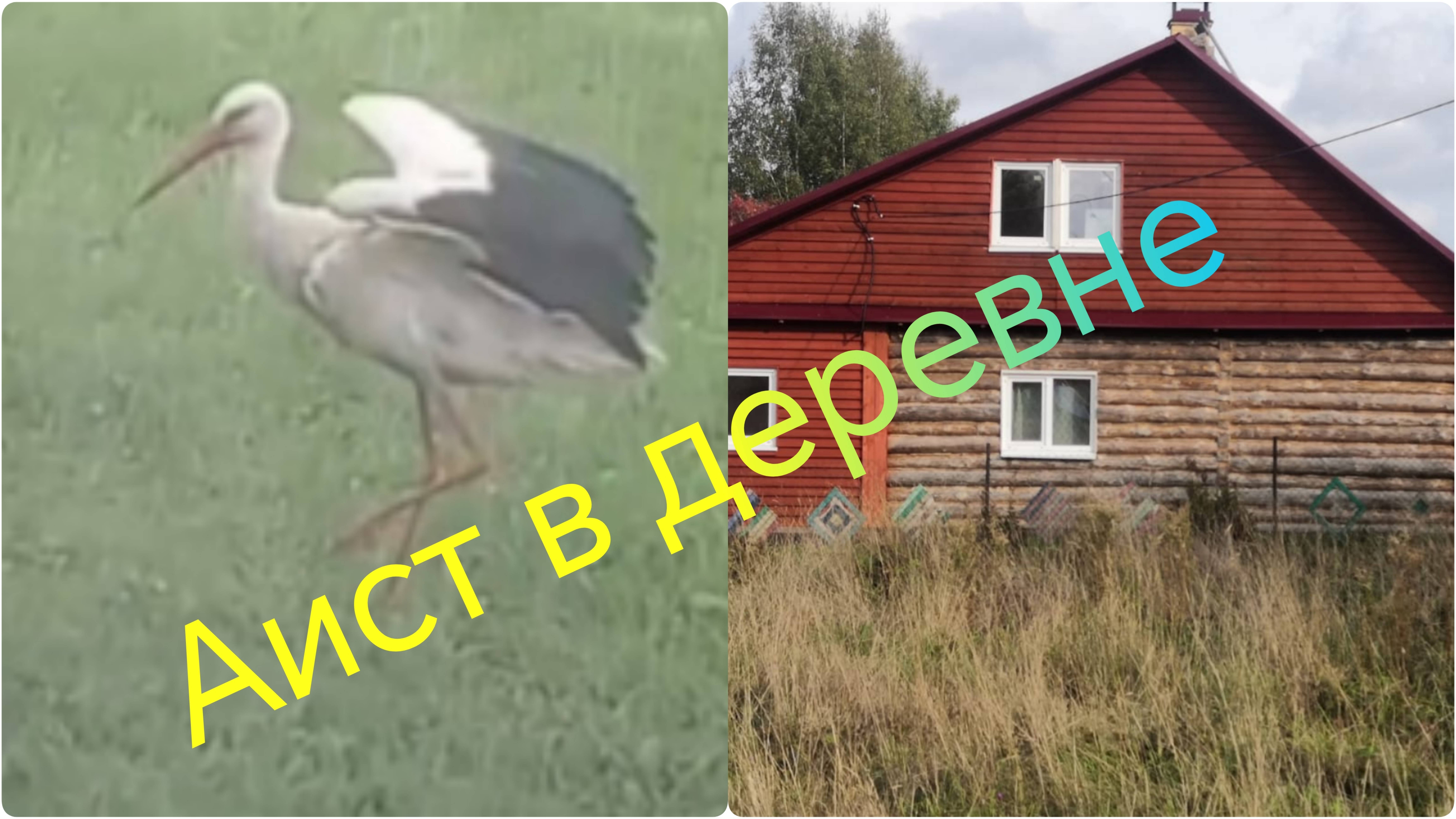 Лето в деревне ///Дача ///Аист прилетел в гости
