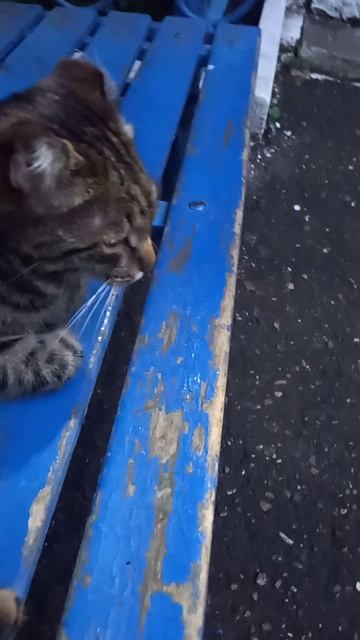 КОТ ПРИШЁЛ!!!