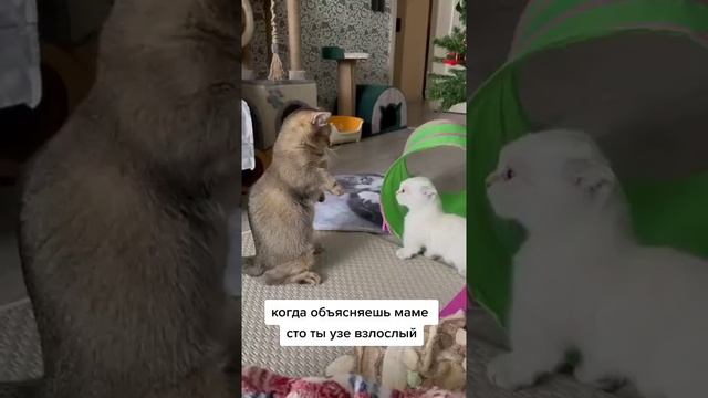 Наш TG https://t.me/liveofcats