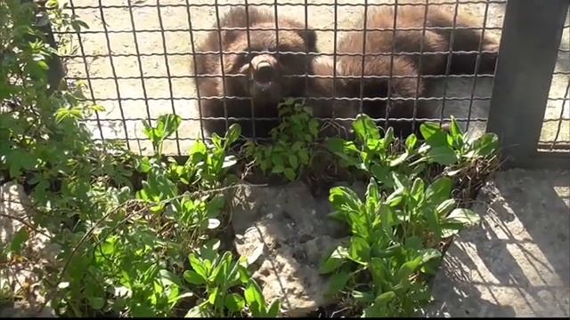 ДАНА и её соседи ТОПА и КНОПА Парк львов Тайган #тайган